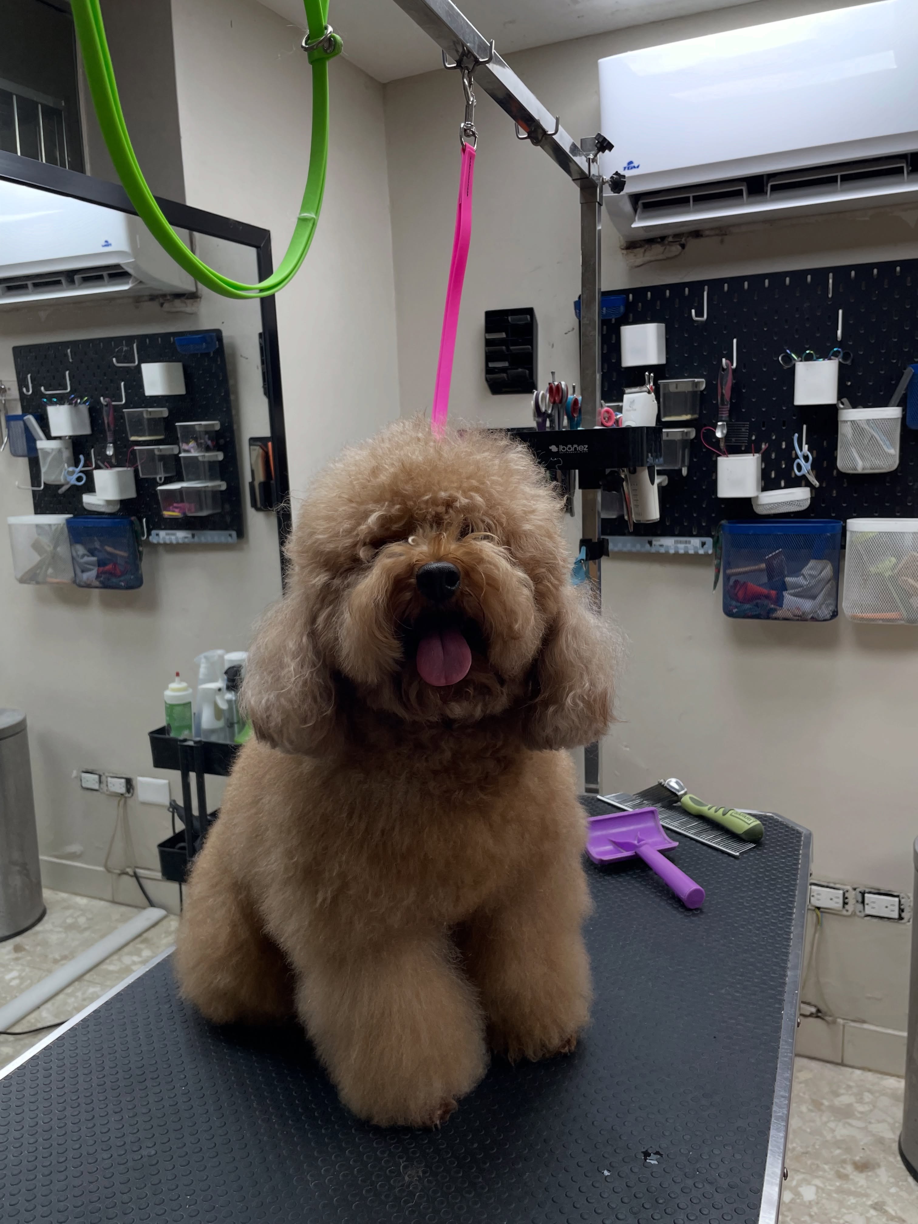 Mascota recibiendo grooming y corte en REAL·ENGO