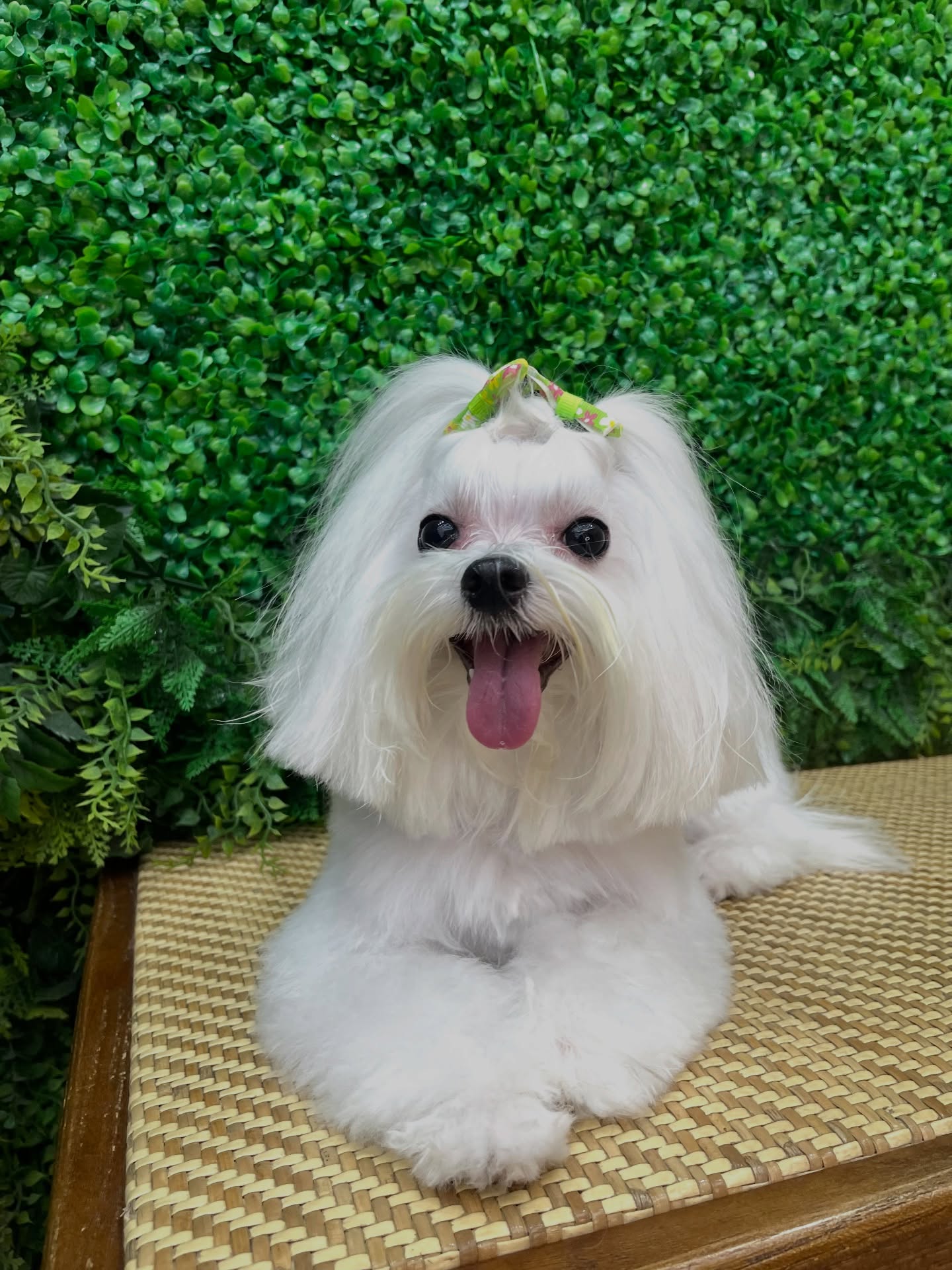 Mascota blanca recién bañada con pelaje limpio y brillante