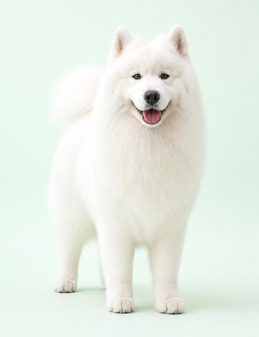 Samoyedo recién bañado